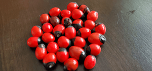 Ancient Medicine Rosary Pea | Gunja | Seed Germination | Toxicity Symptoms | Medical Benefits