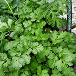 Herbs That Taste Like Cilantro