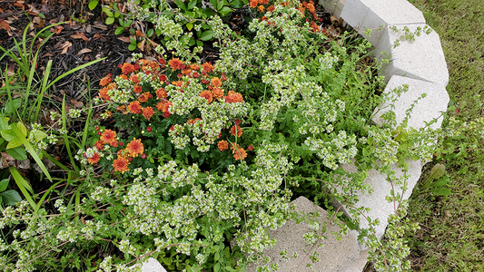 OREGANO- Benefits and Tips to Grow