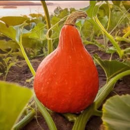 How to Grow Red Kuri Squash Successfully