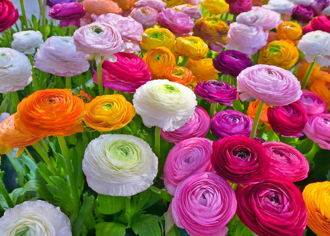 Close-up of vibrant ranunculus flowers in full bloom, showcasing their delicate, layered petals in shades of pink, yellow, and orange