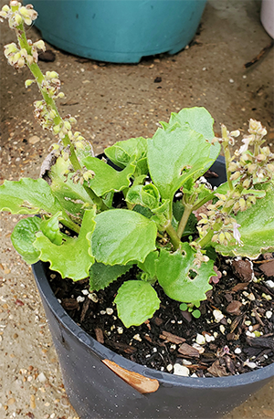 Uses and Tips to Grow Cuban Oregano | Indian Borage