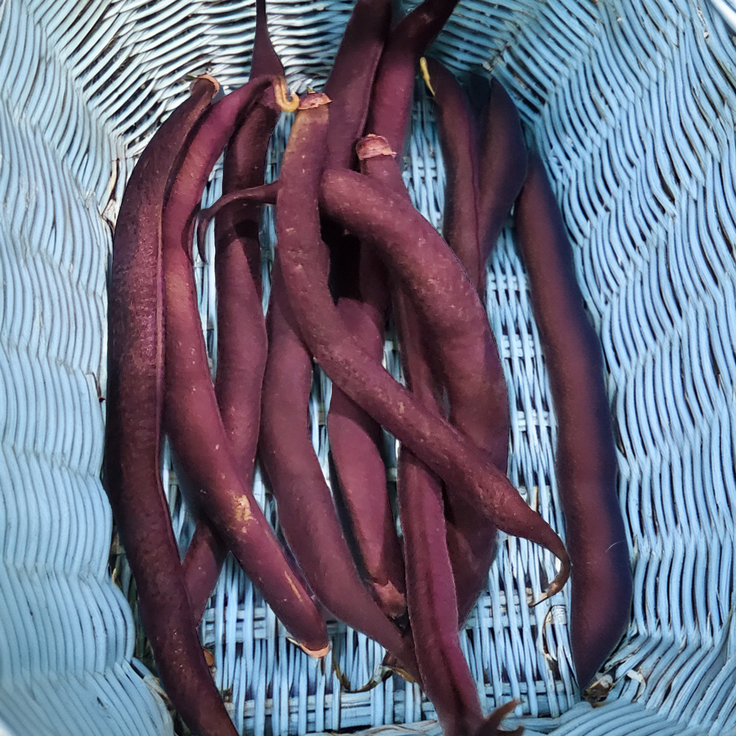 Bush Beans- Royal Burgundy (Organic) -30 Seeds