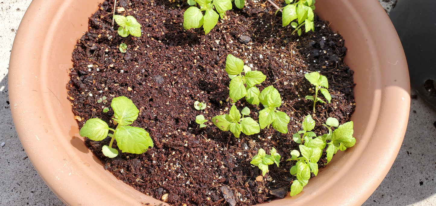 Shiso- Green (Perilla) - 100 Seeds