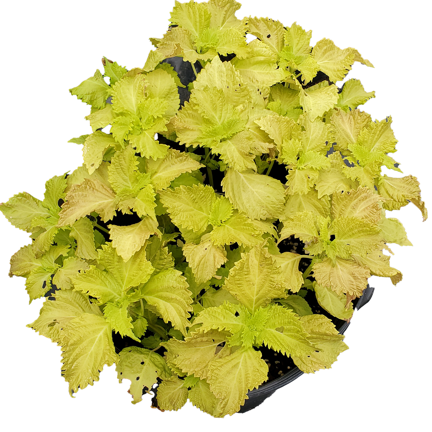 Shiso- Green (Perilla) - 100 Seeds