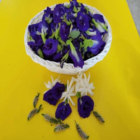 Butterfly Pea Plant- Blue- Double Flowers- Clitoria ternatae - 1 gallon