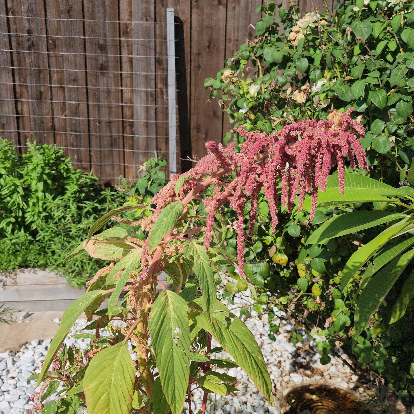 Amaranth Seeds - Love Lies Bleeding - 100 seeds