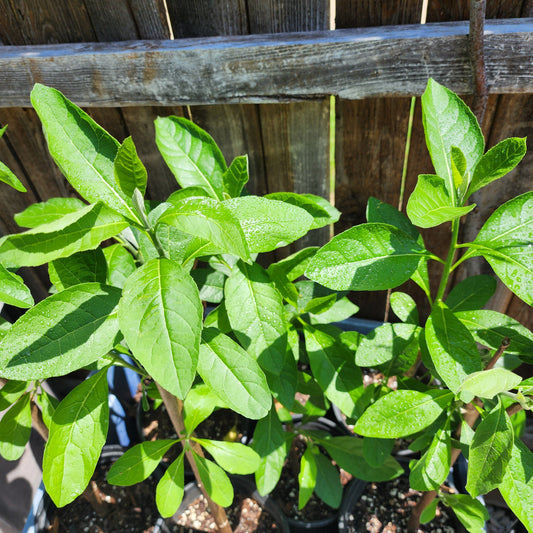 Bitter Leaf Tree-16-18" tall- Vernonia amygdalina Ewuro/ Yoruba