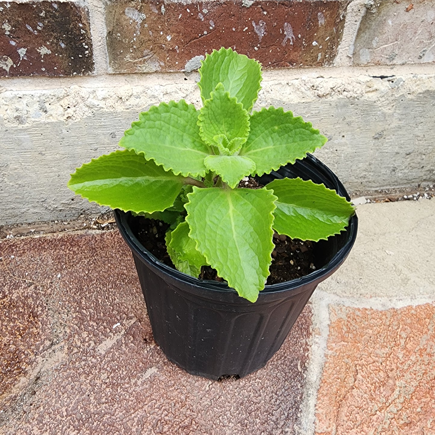 Cuban Oregano Live Plant in 1 gallon pot