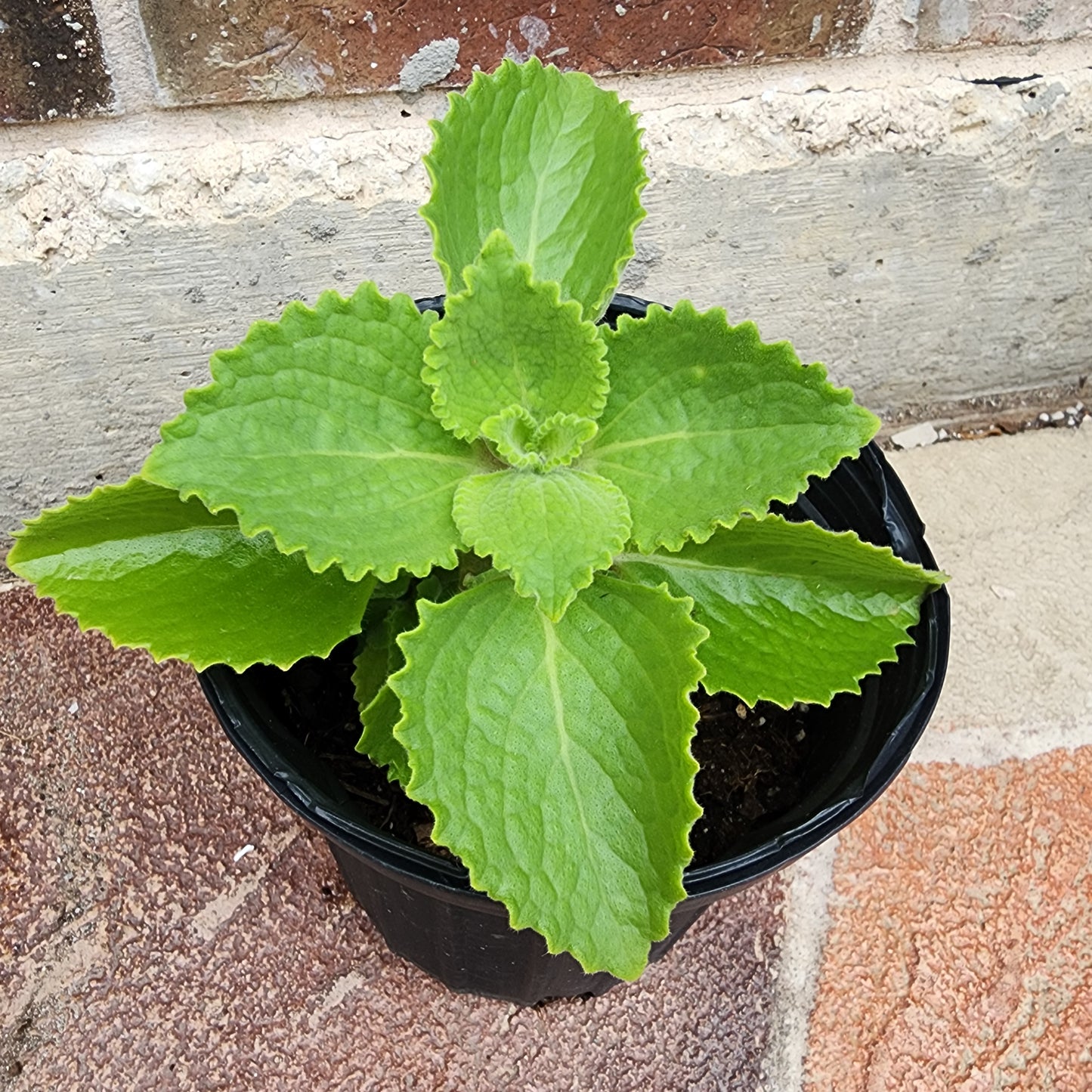 Cuban Oregano Live Plant in 1 gallon pot