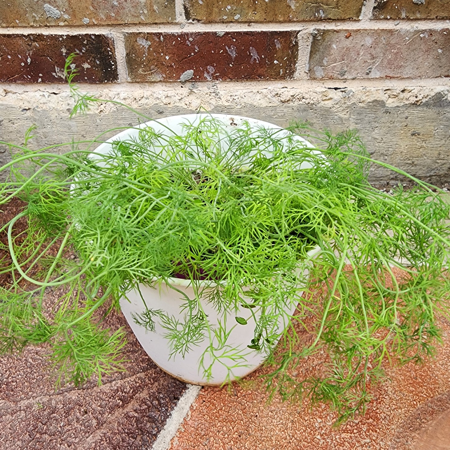 Seeds of Dill Herb (50)- Anethum graveolens