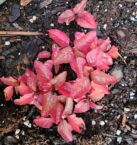 Amaranth Seeds - All Red Leaf- 100 seeds