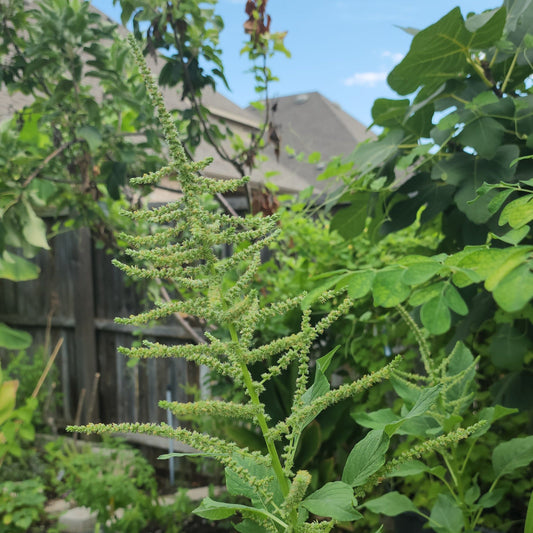 Amaranthus- Green Amaranth - 500 Seeds