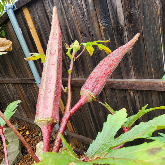 Okra Red Burgundy- 30 seeds