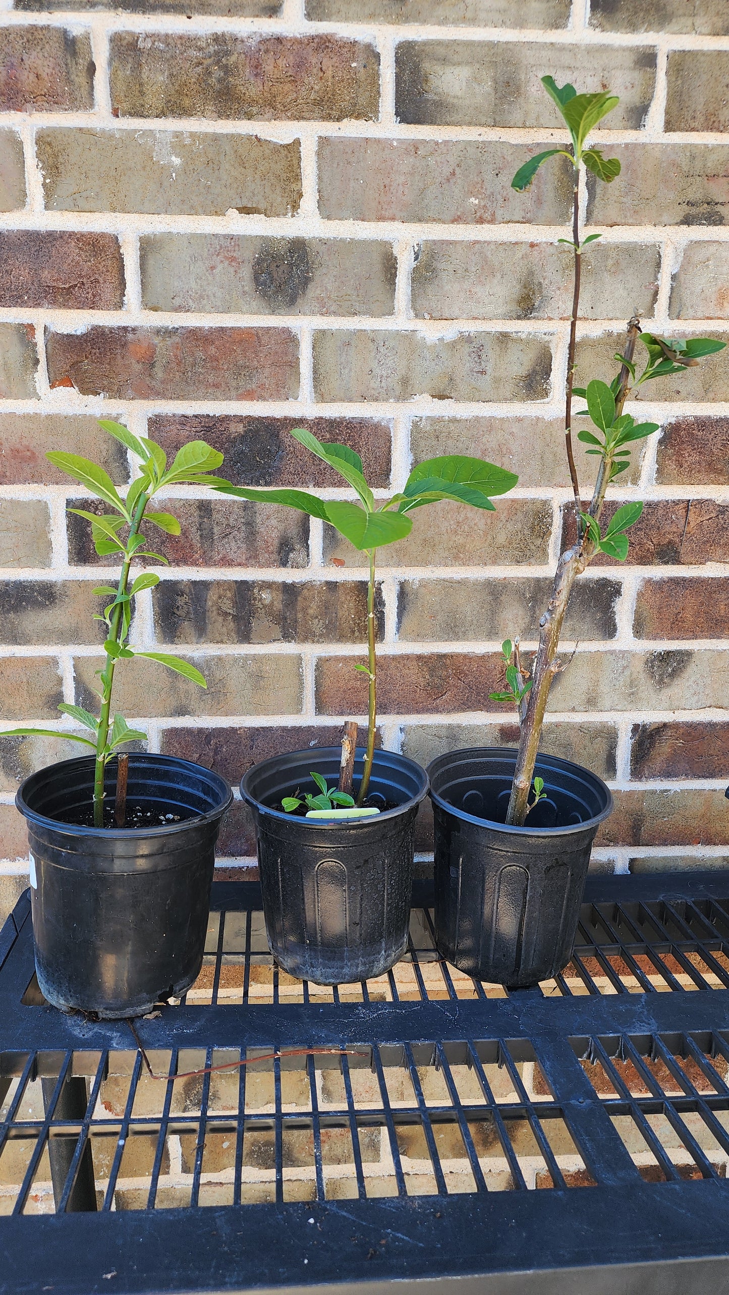 Bitter Leaf Tree-16-18" tall- Vernonia amygdalina Ewuro/ Yoruba