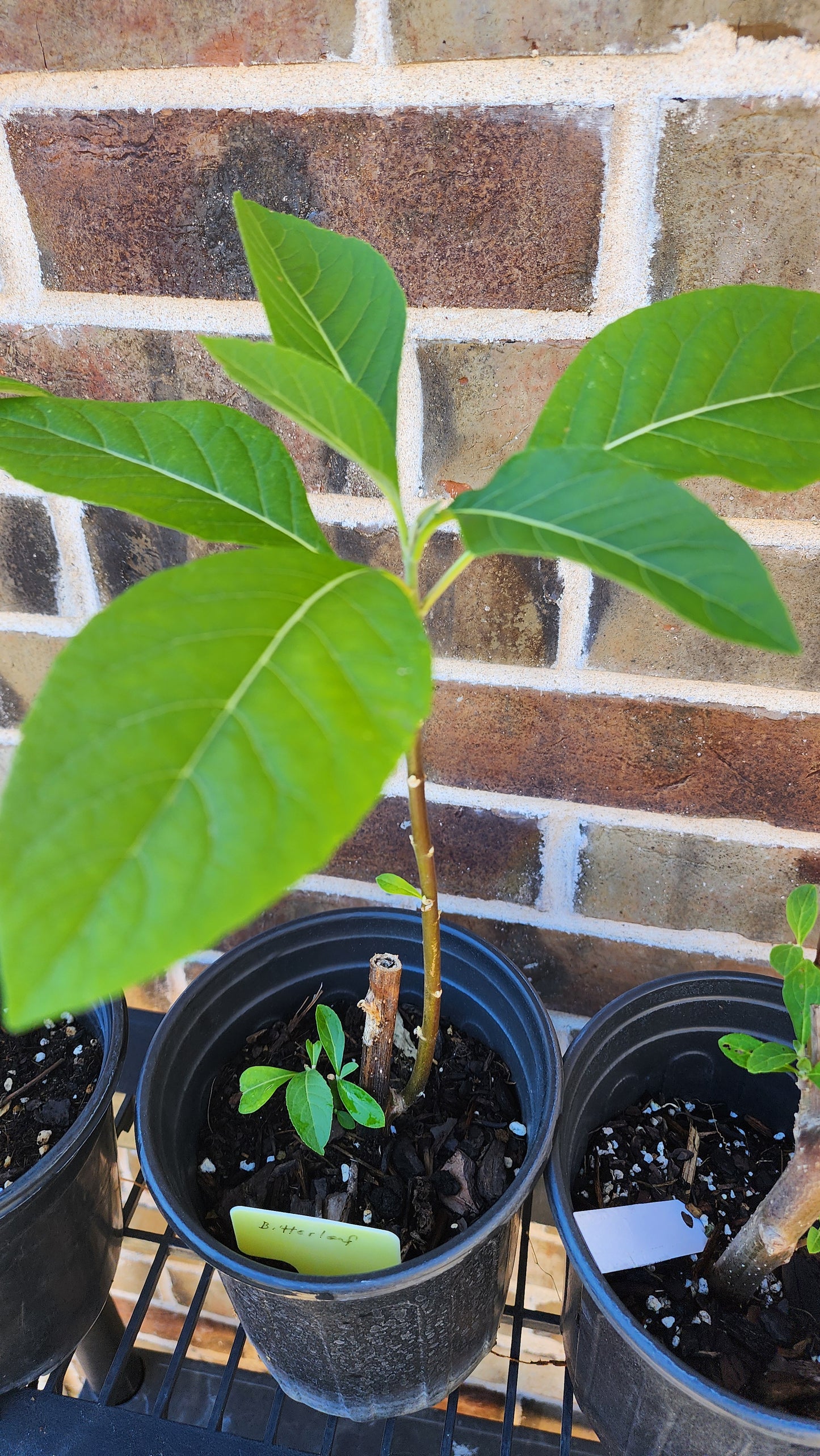 Bitter Leaf Tree-16-18" tall- Vernonia amygdalina Ewuro/ Yoruba