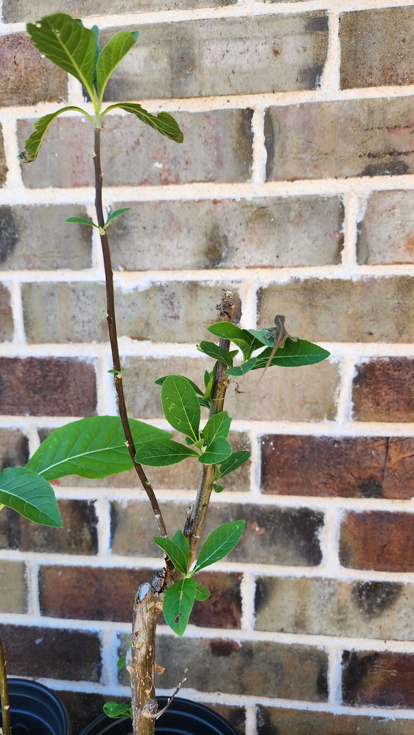 Bitter Leaf Tree-16-18" tall- Vernonia amygdalina Ewuro/ Yoruba