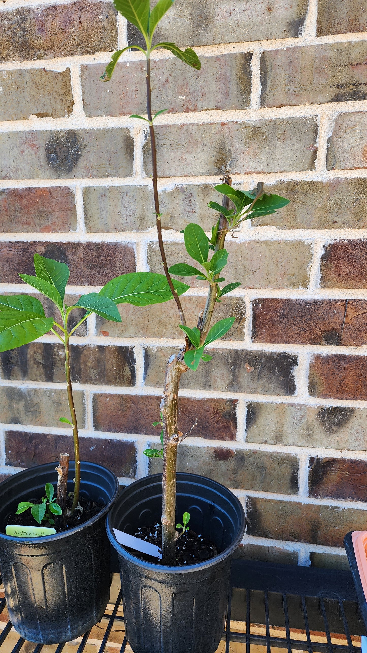 Bitter Leaf Tree-16-18" tall- Vernonia amygdalina Ewuro/ Yoruba