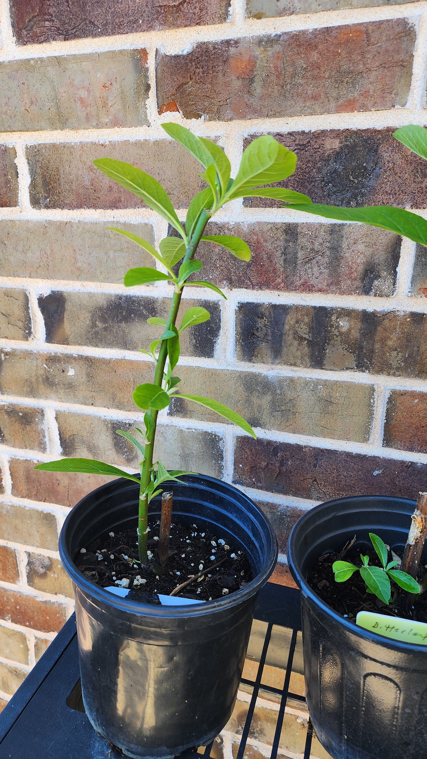 Bitter Leaf Tree-16-18" tall- Vernonia amygdalina Ewuro/ Yoruba