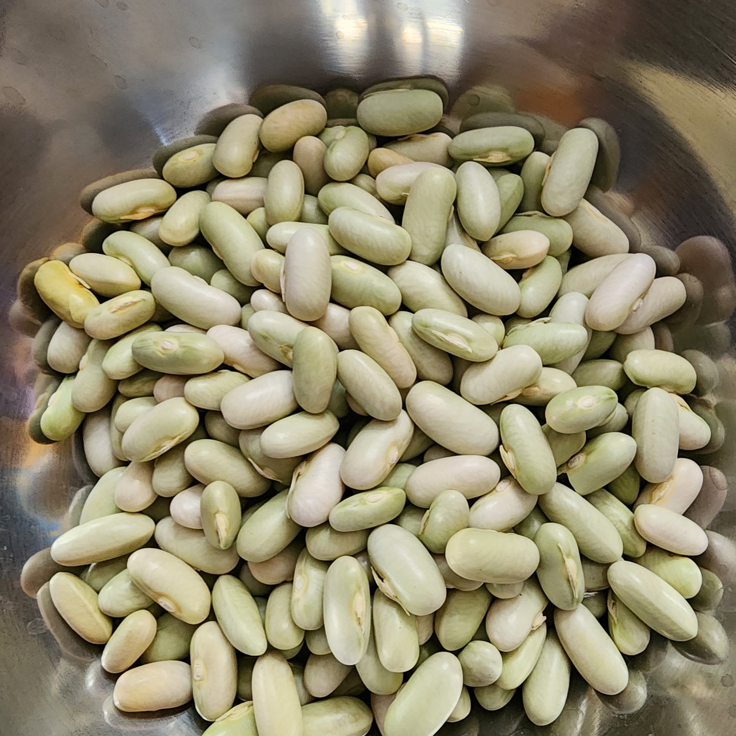 Bean Seeds - Bush - Kentucky Dreamer- 30 seeds