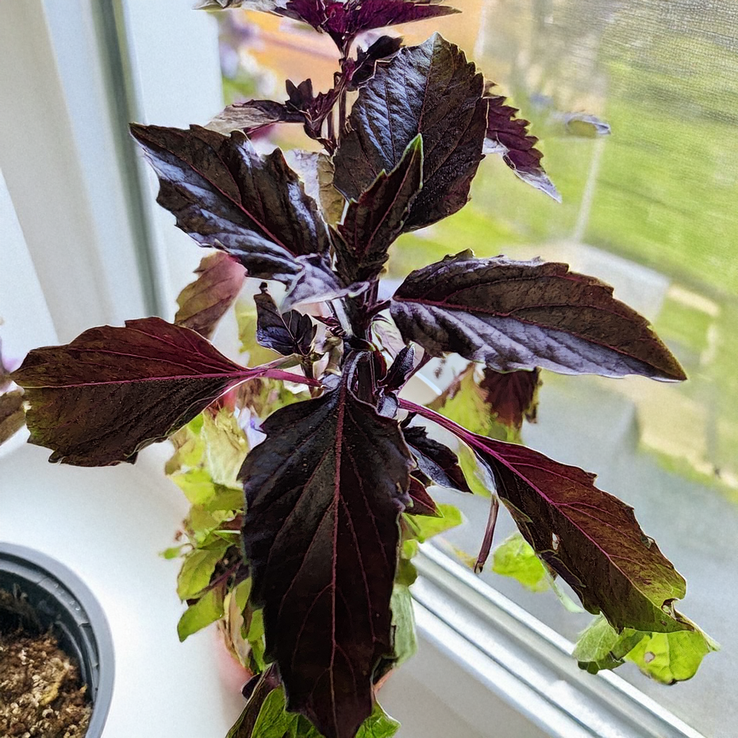 Basil Purple Ruffle- 100 SEEDs