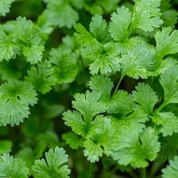 100 SEEDS Cilantro Slow Bolting