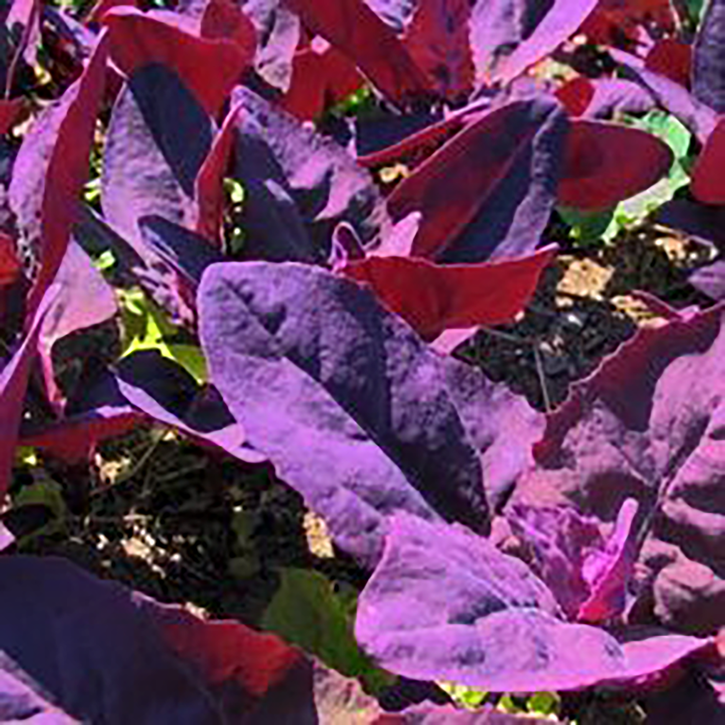 Orach- Purple Passion Spinach 100 seeds