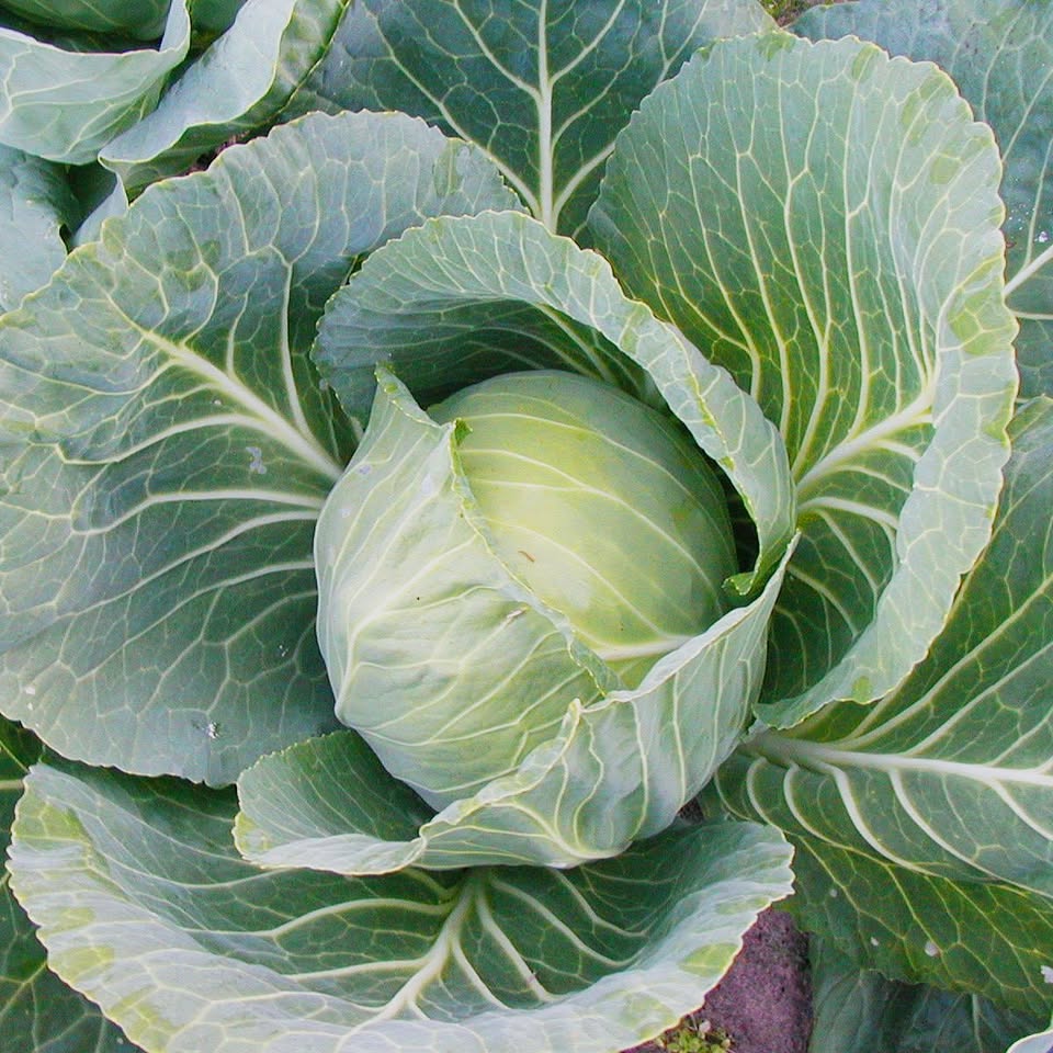 Cabbage - Four Cabbage Varieties in One Pack (Individually packed)