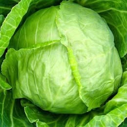 Cabbage - Coppenhagen Market-  100 seeds