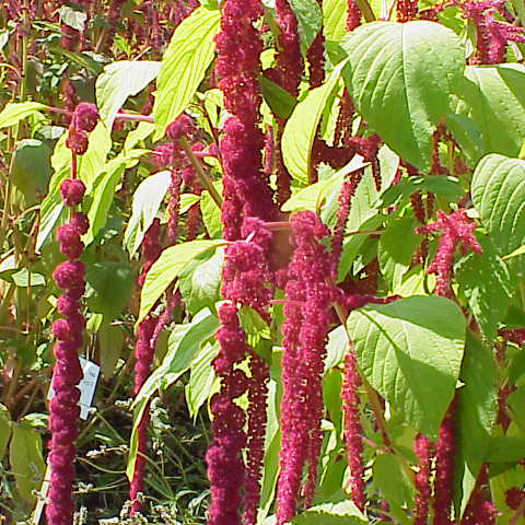 Amaranth Seeds - Love Lies Bleeding - 100 seeds