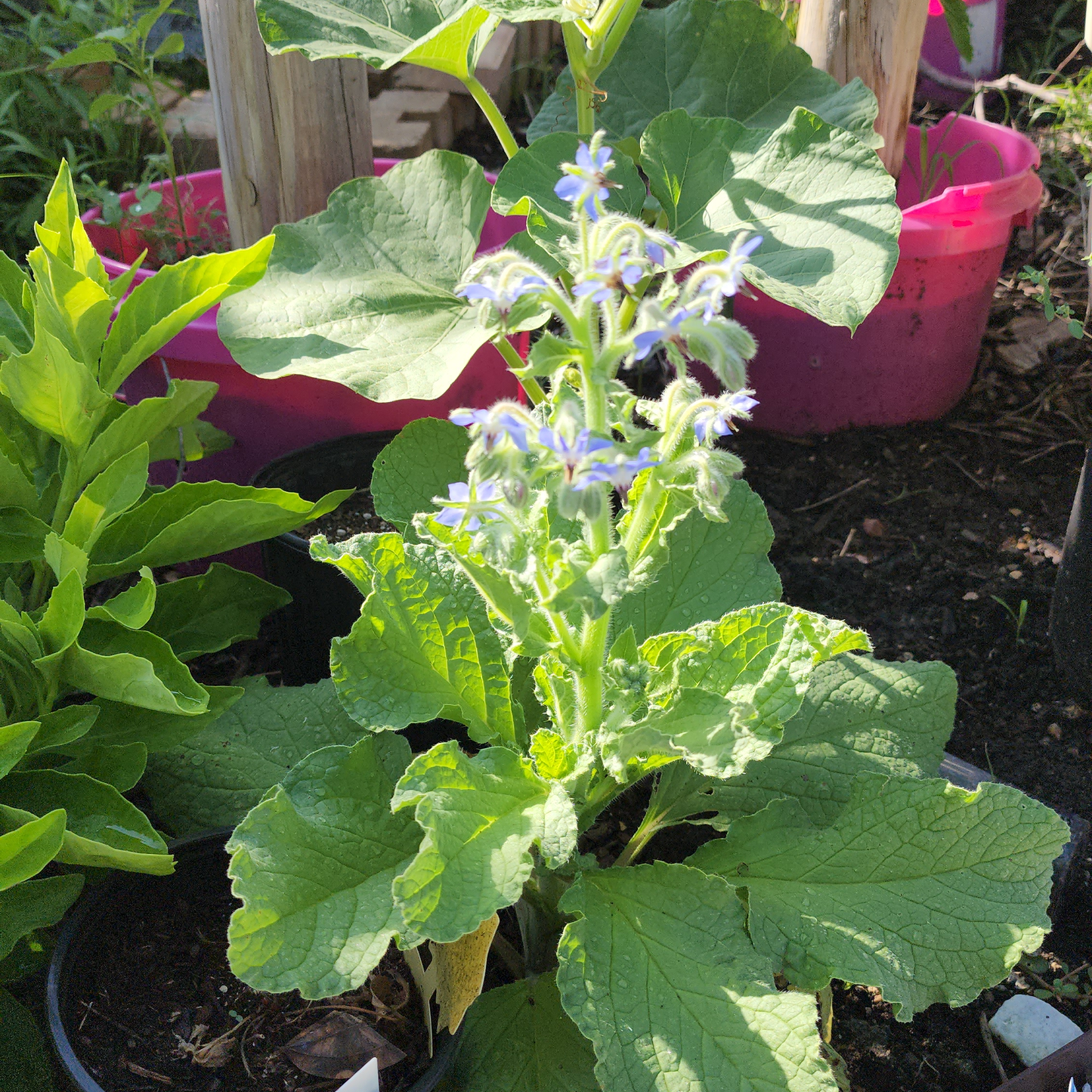 Borage Herb - 100 seeds