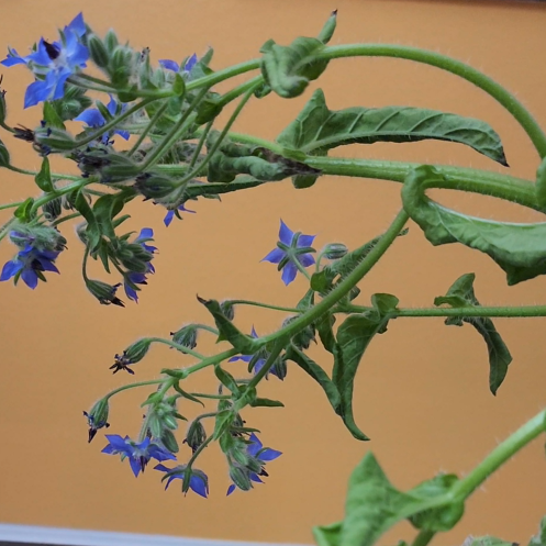 Borage Herb - 100 seeds