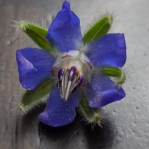 Borage Herb - 100 seeds