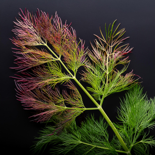 Bronze Fennel Seeds | Non-GMO | Heirloom - 100 seeds