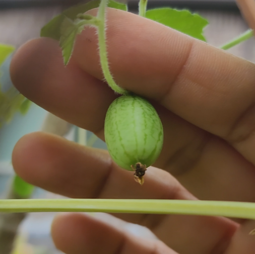 Cucamelon- Mexican Sour Gherkin - 30 seeds