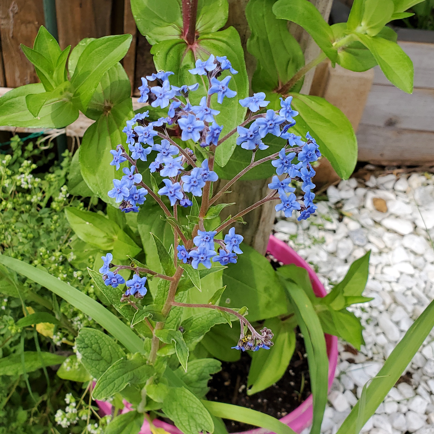 Forget Me Not Seeds- Sylvatica mycositis - 100 seeds