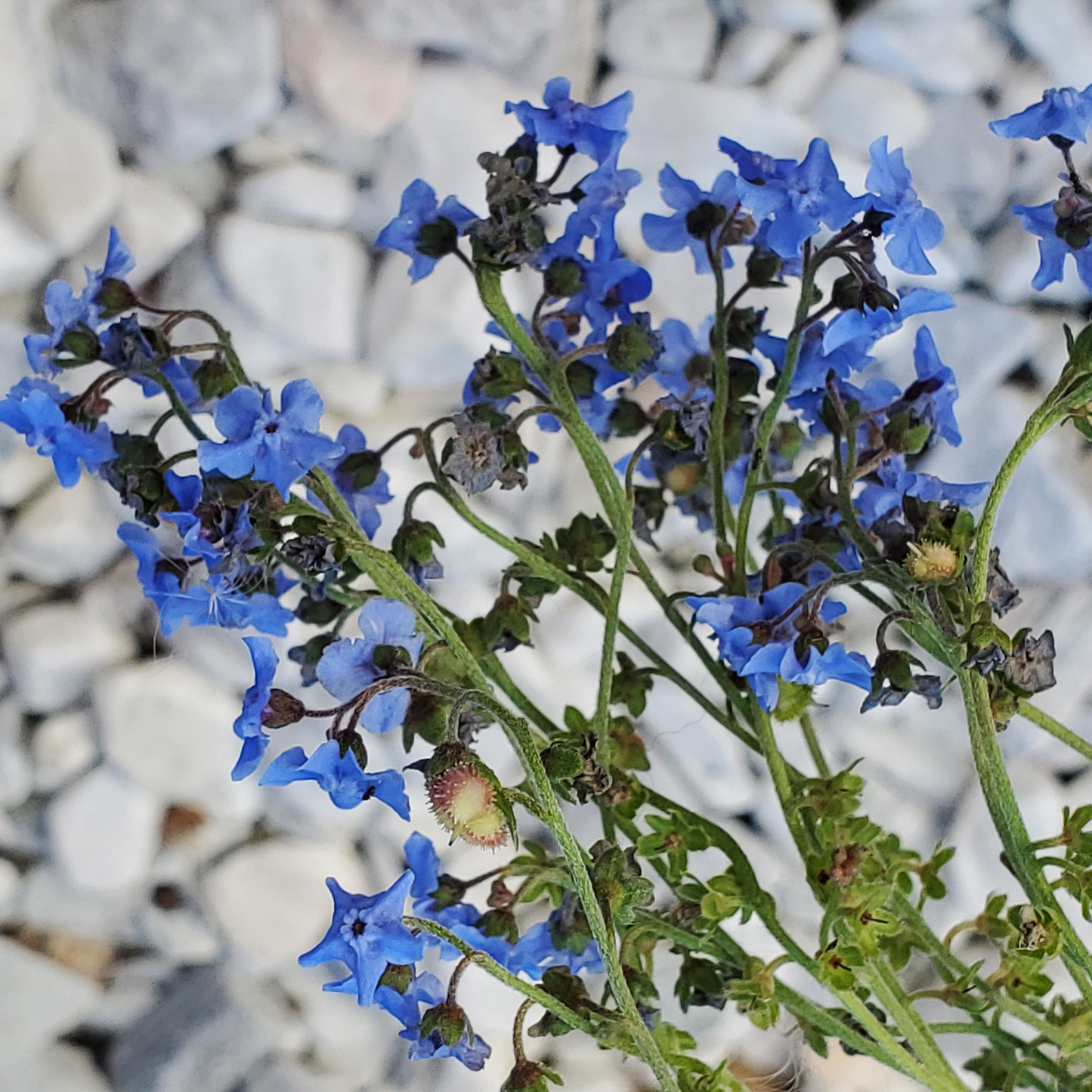 Forget Me Not Seeds- Sylvatica mycositis - 100 seeds