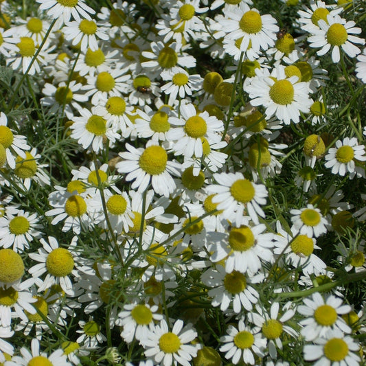 German Chamomile - 500 Seeds