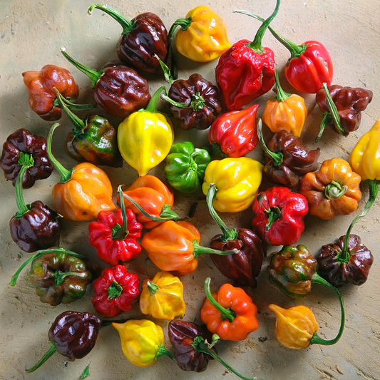 Habanero Pepper Seed Mix- Caribbean Pepper Blend - 30 seeds