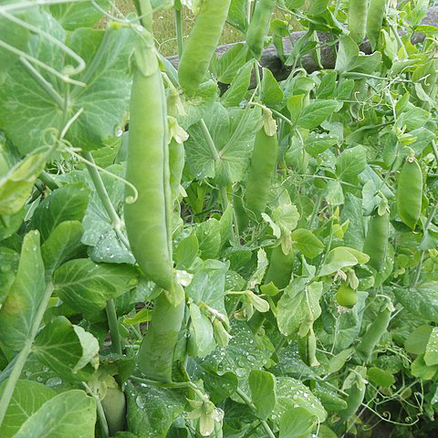 Organic Pea Seeds - Green Arrow - 50 seeds