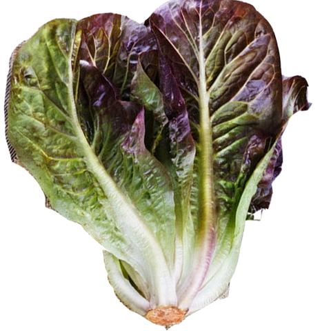 Organic Lettuce Leaf- Brune D'Hiver Romaine Lettuce Seeds - 200 seeds