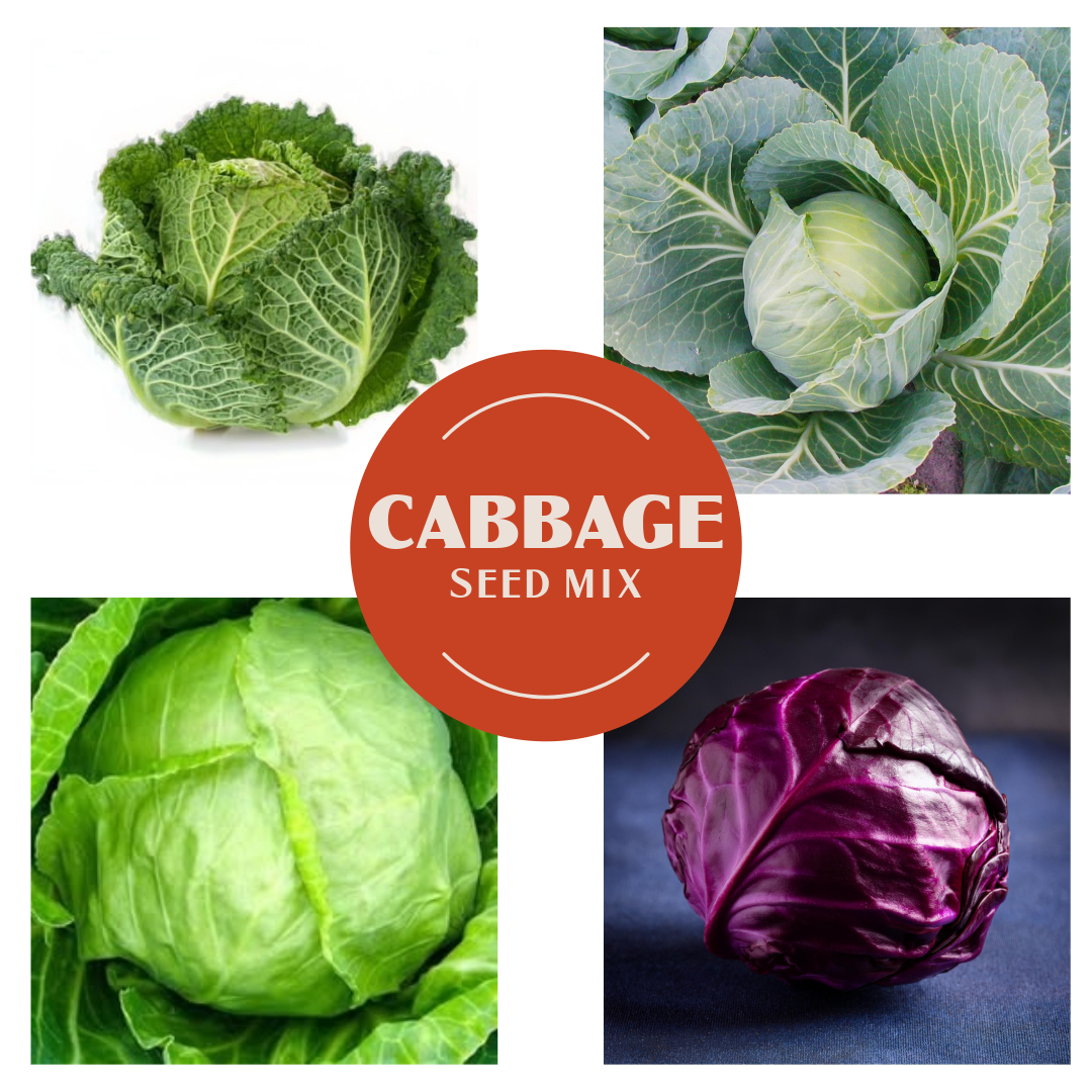 Cabbage - Four Cabbage Varieties in One Pack (Individually packed)