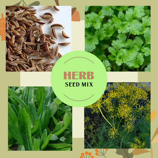 Herb Seed Mix- Cilantro, Culantro, Carraway, and Dill  (100 seeds of each)