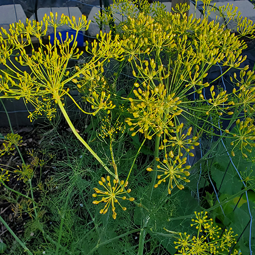 Herb Seed Mix- Cilantro, Culantro, Carraway, and Dill  (100 seeds of each)