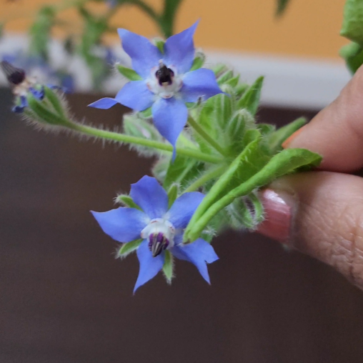 Borage Herb - 100 seeds