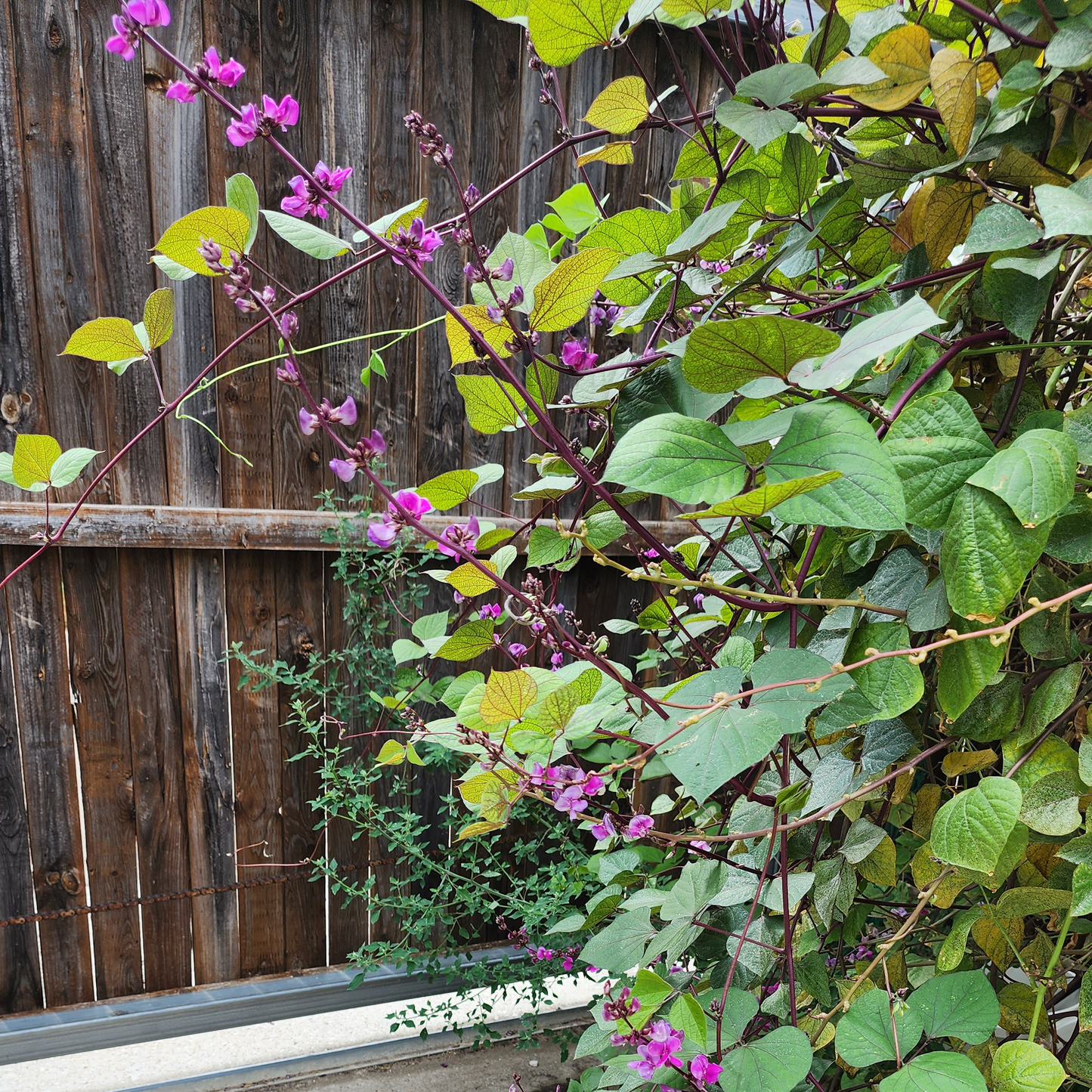 Hyacinth Bean - Purple Moon - 20 seeds