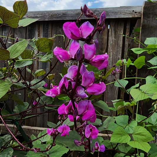 Hyacinth Bean - Purple Moon - 20 seeds