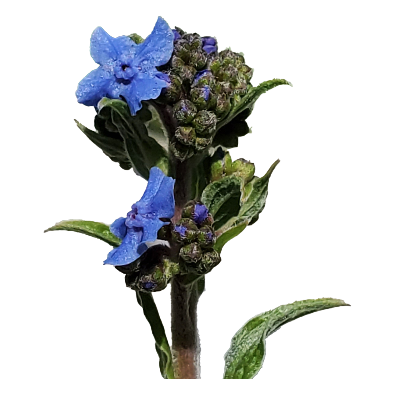 Forget Me Not Seeds- Sylvatica mycositis - 100 seeds